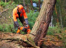 Mulching Services in North Las Vegas, NV