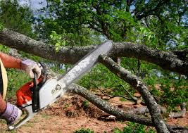 Trusted North Las Vegas, NV  Tree Services Experts