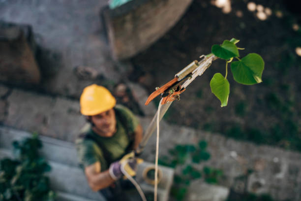 Best Arborist Consultation Services  in North Las Vegas, NV