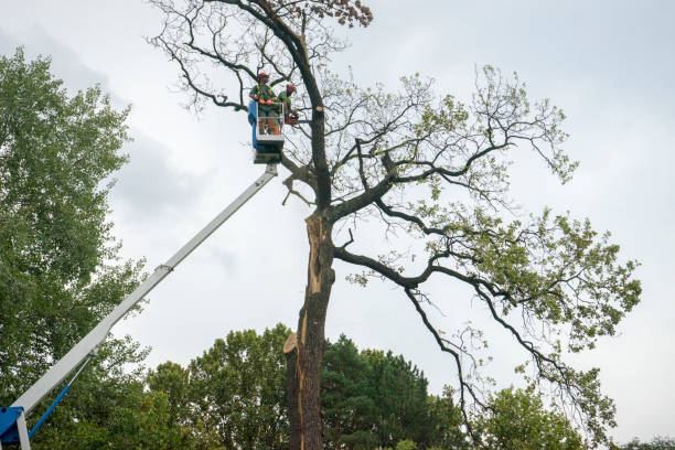 Tree and Shrub Care in North Las Vegas, NV