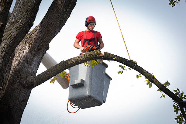 Best Tree Trimming and Pruning  in North Las Vegas, NV